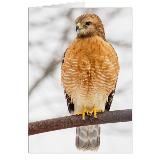 Red-Shouldered Hawk (Front)