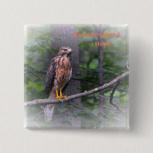 Red Shouldered Hawk 15 Cm Square Badge