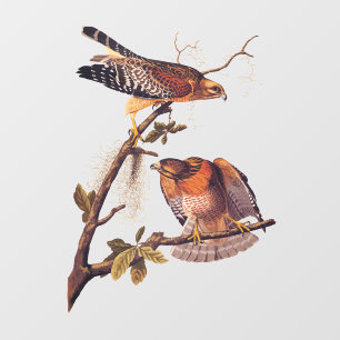 Red Shouldered Hawk Audubon Bird of Prey