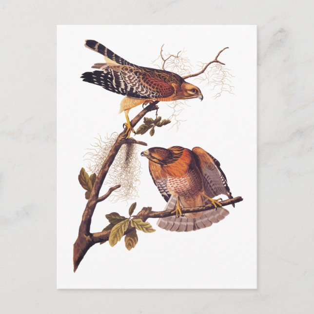 Red Shouldered Hawk Audubon Bird of Prey Postcard (Front)