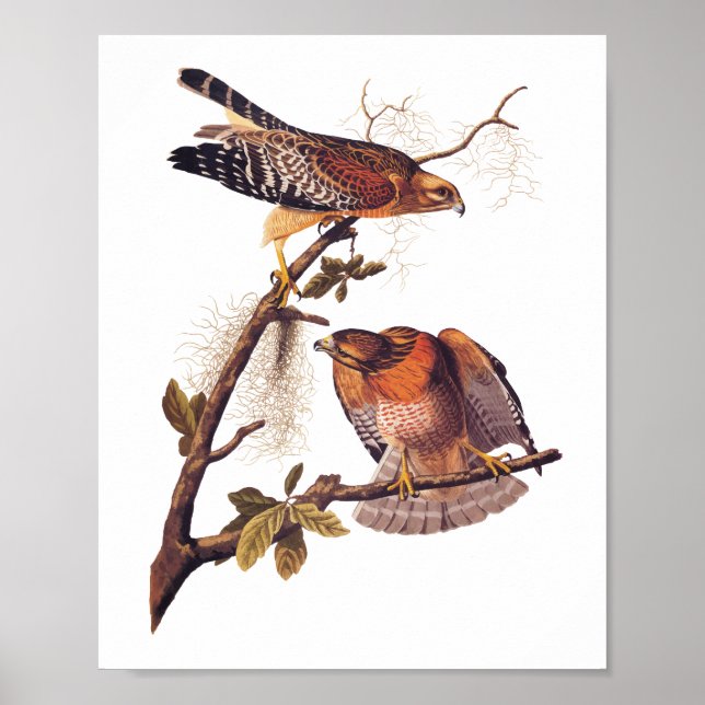 Red Shouldered Hawk Audubon Bird of Prey Poster (Front)