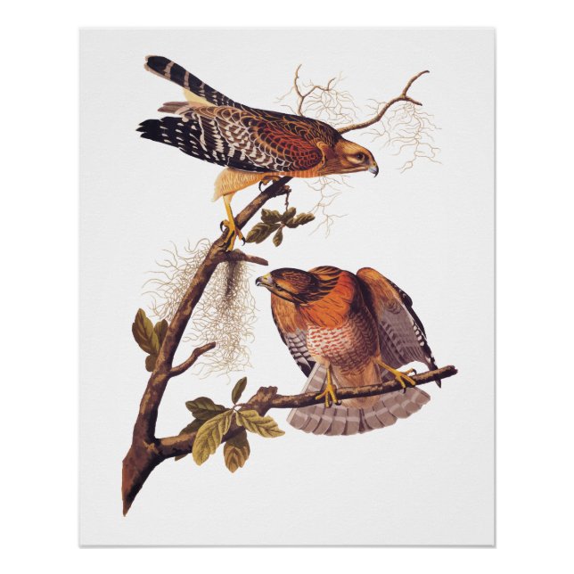 Red Shouldered Hawk Audubon Bird of Prey Poster (Front)