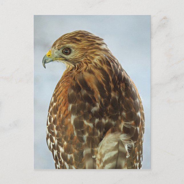 Red-shouldered Hawk (Buteo lineatus) postcard (Front)