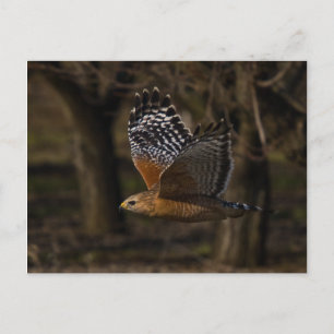 Red Shouldered Hawk Flying Postcard