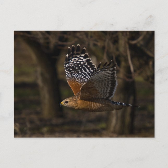 Red Shouldered Hawk Flying Postcard (Front)