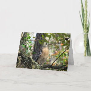 Red Shouldered Hawk Greeting Card