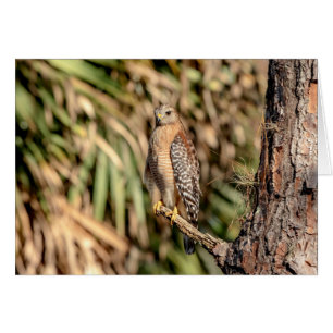 Red Shouldered Hawk in a tree