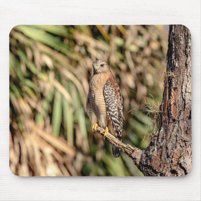 Red Shouldered Hawk in a tree Mouse Pad (Front)