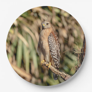 Red Shouldered Hawk in a tree Paper Plate