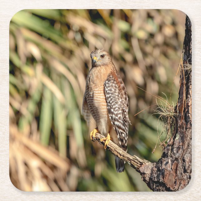 Red Shouldered Hawk in a tree Square Paper Coaster (Front)
