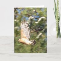 Red Shouldered Hawk in Flight Photography Design