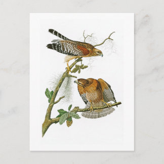 Red-shouldered Hawk John Audubon Birds of America Postcard