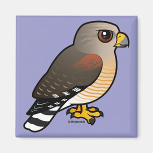 Red-shouldered Hawk Magnet