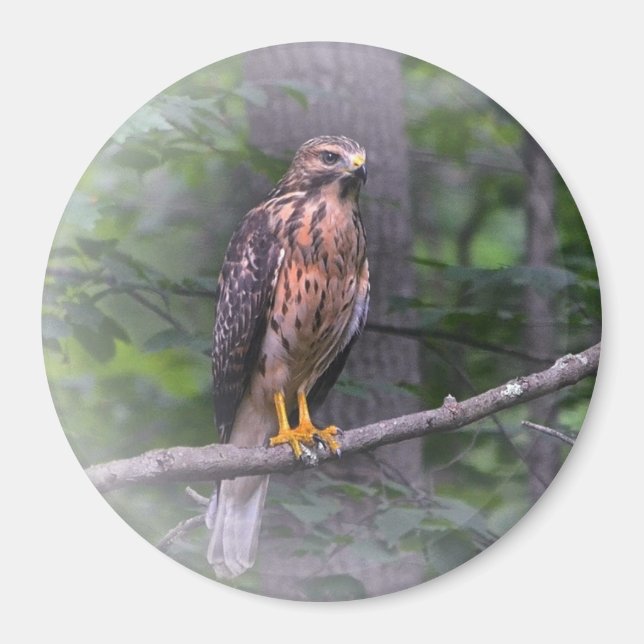 Red Shouldered Hawk Magnet (Front)