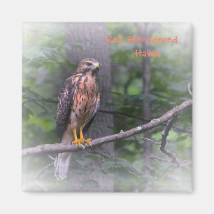 Red Shouldered Hawk Magnet