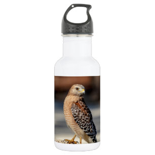 Red Shouldered Hawk on a rock 532 Ml Water Bottle