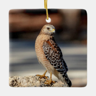 Red Shouldered Hawk on a rock Ceramic Tree Decoration