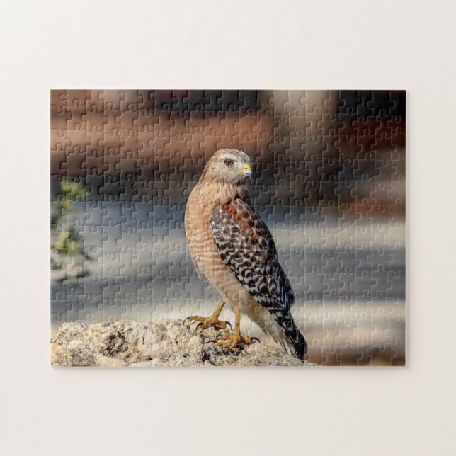 Red Shouldered Hawk on a rock Jigsaw Puzzle (Horizontal)