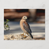 Red Shouldered Hawk on a rock