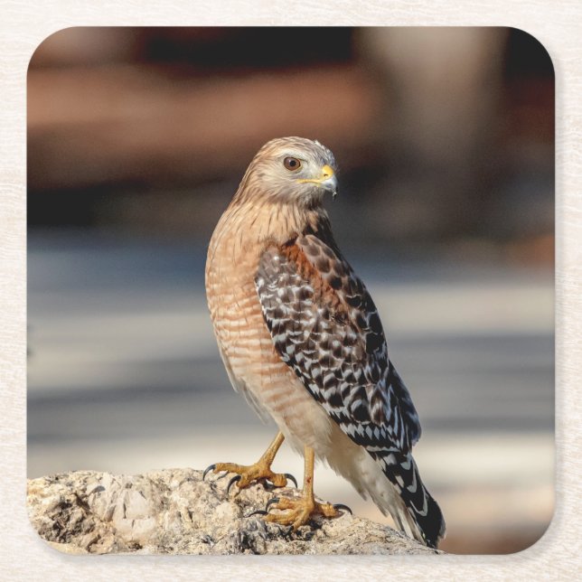 Red Shouldered Hawk on a rock Square Paper Coaster (Front)