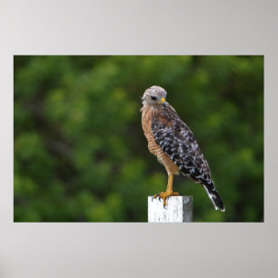 Red Shouldered Hawk on Perch with Green Background Poster