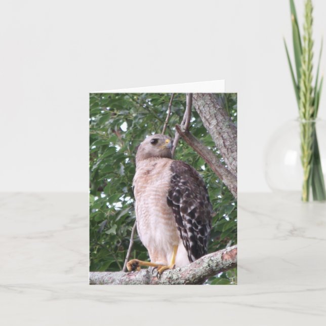 Red Shouldered Hawk Photo Folded Note Card (Front)
