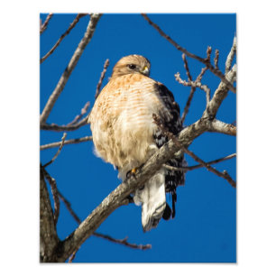 Red Shouldered Hawk Photo Print