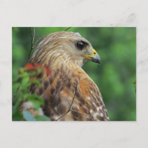 Red-shouldered Hawk Portrait Postcard