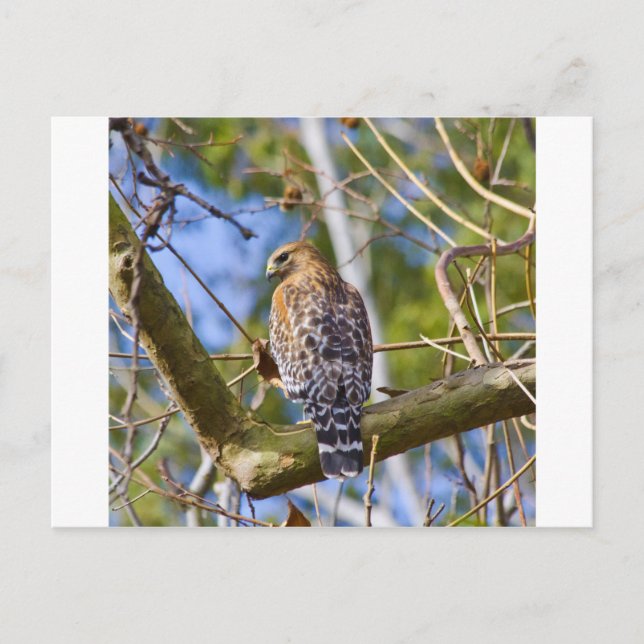 Red Shouldered Hawk Postcard (Front)