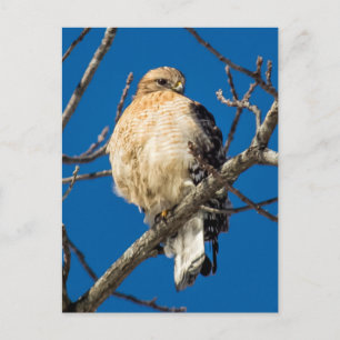 Red Shouldered Hawk Postcard