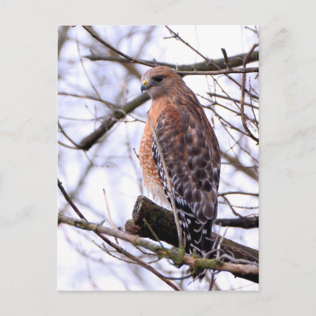 Red-shouldered hawk postcard (Front)
