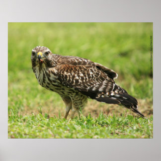Red Shouldered Hawk Poster