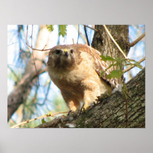 Red-shouldered Hawk Poster