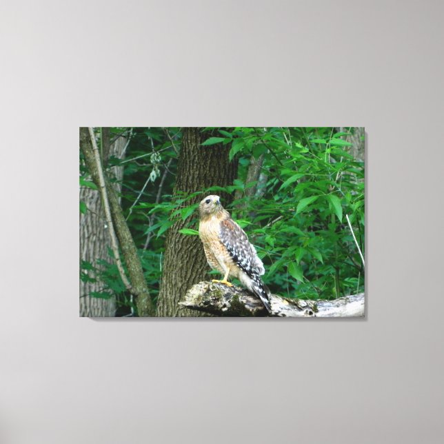 Red Shouldered Hawk Wrapped Canvas Print (Front)