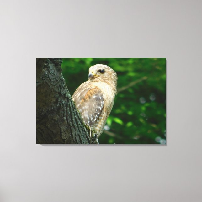 Red Shouldered Hawk Wrapped Canvas Print (Front)