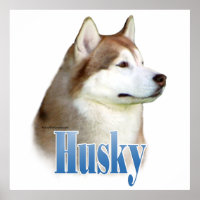 Red Siberian Husky Poster