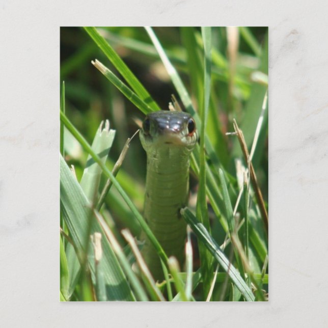 Red Sided Garter Snake in the Grass Postcard (Front)