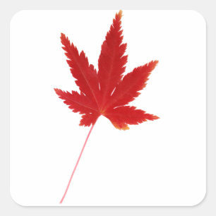 Red single autumn leaf square sticker
