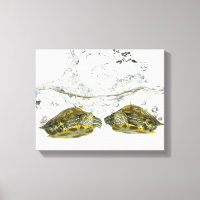 Red slider turtles