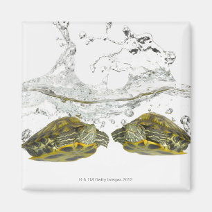 Red slider turtles magnet