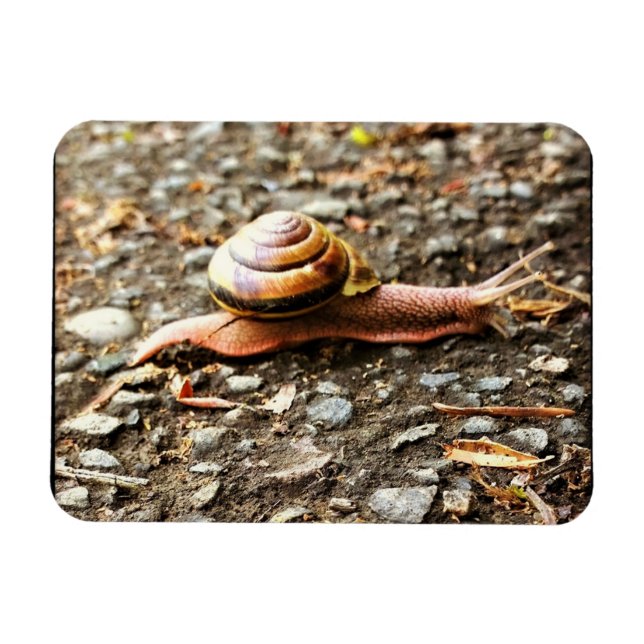 Red Snail on the Ground Magnet (Horizontal)