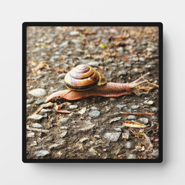 Red Snail on the Ground Plaque (Front)