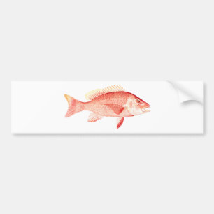 Red Snapper Bumper Sticker