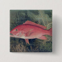 Red Snapper, from 'Game Fishes of the United State