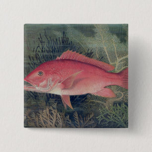 Red Snapper, from 'Game Fishes of the United State 15 Cm Square Badge