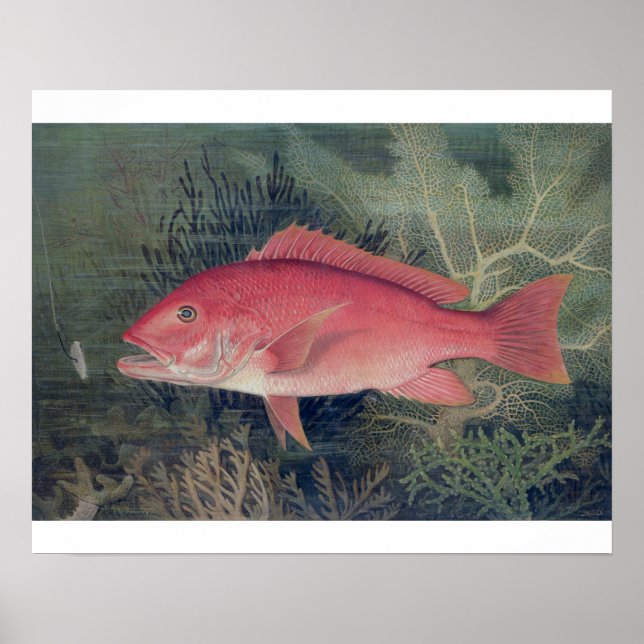 Red Snapper, from 'Game Fishes of the United State Poster (Front)