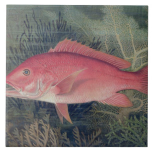 Red Snapper, from 'Game Fishes of the United State Tile