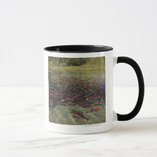 Red Sockeye salmon milling in calm eddy and Mug