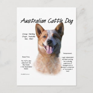 Red Speckle Australian Cattle Dog History  Postcard