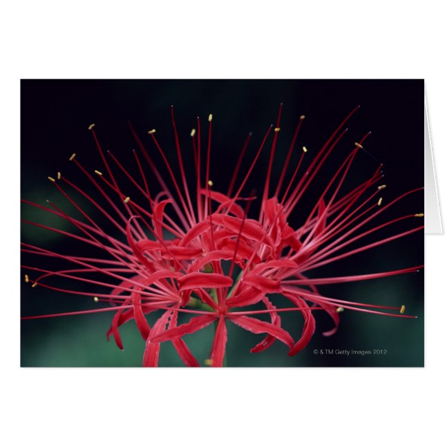 Red spider lilies (Front Horizontal)